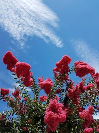 Low angle view of red flower trees against blue sky