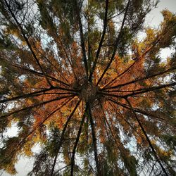 Low angle view of trees