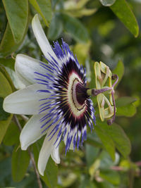 Close-up of purple flower