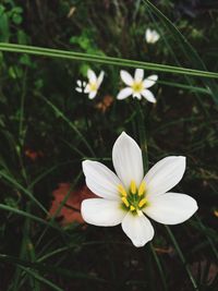 Close-up of white flowers blooming outdoors