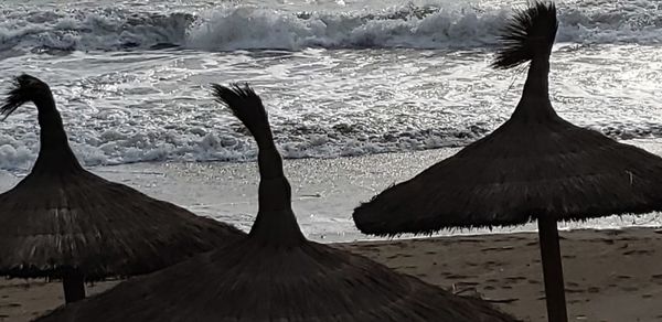 View of birds on beach