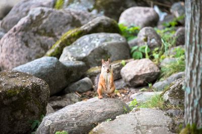 Close-up of squirrel on rock