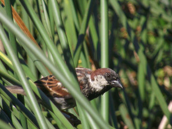 Close-up of a bird perching on a grass