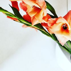 Close-up of flower over white background