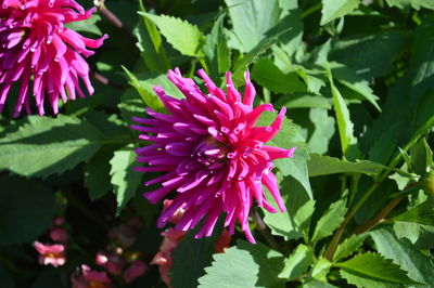 Close-up of pink flowers