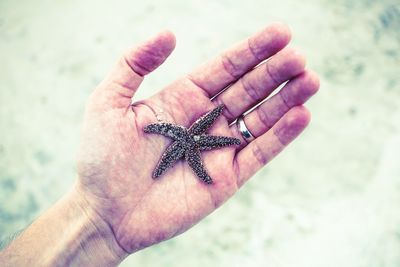 Cropped hand of man holding starfish