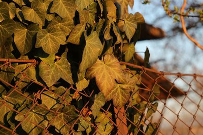 Close-up of dry leaves on plant