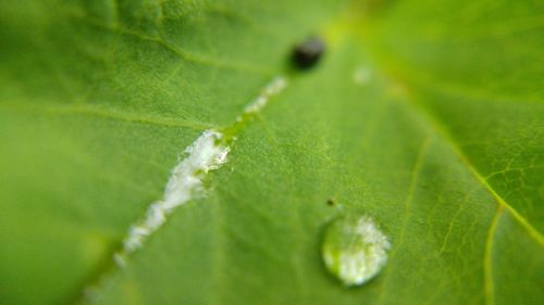 Close-up of green plant