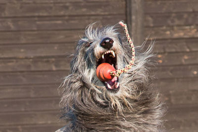 Close-up of scottish deerhound catching toy against fence