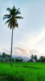 Palm trees on grassy field against cloudy sky