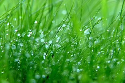 Full frame shot of wet grass on field during rainy season