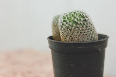 Close-up of cactus