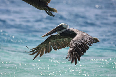 Pelicans flying over sea