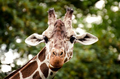 Giraffe - zoo frankfurt