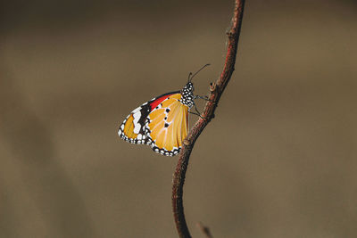 Close up of baby butterfly on the branch