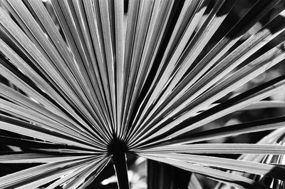 Full frame shot of palm trees