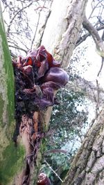 Close-up of tree trunk