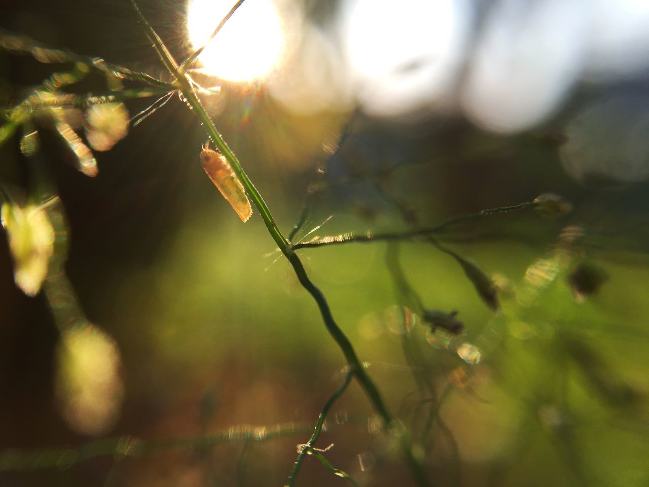 focus on foreground, nature, close-up, growth, spider web, plant, no people, fragility, outdoors, leaf, beauty in nature, day, web