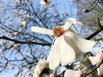 Low angle view of white magnolia tree