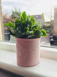 Close-up of potted plant on window sill