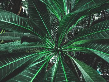 Close-up of palm tree leaves