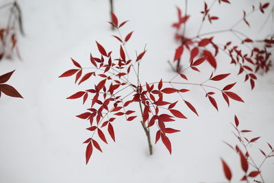 Close-up of red leaves