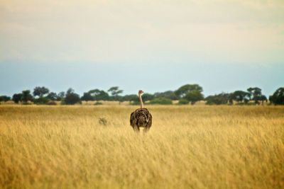 View of a reptile on field