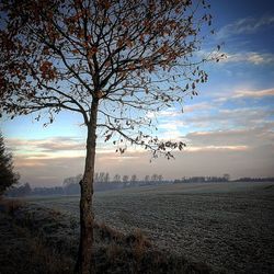 Bare tree on landscape against sky during sunset