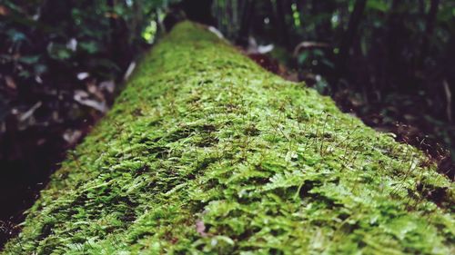 Close-up of moss growing on tree trunk