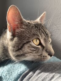 Close-up of a cat looking away