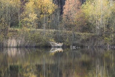 Scenic view of lake in forest