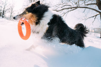 Black dog on snow covered land