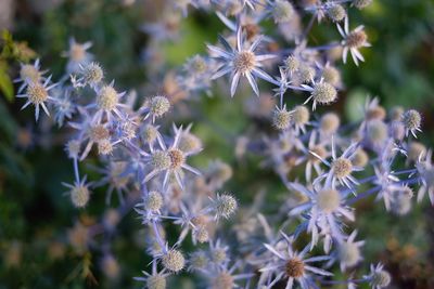 Close-up of flowers blooming outdoors