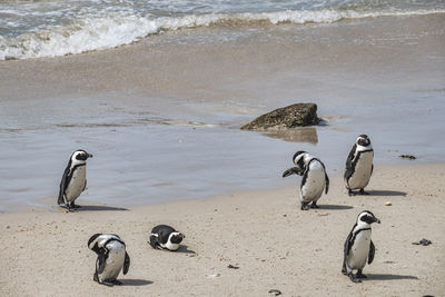 View of birds on beach