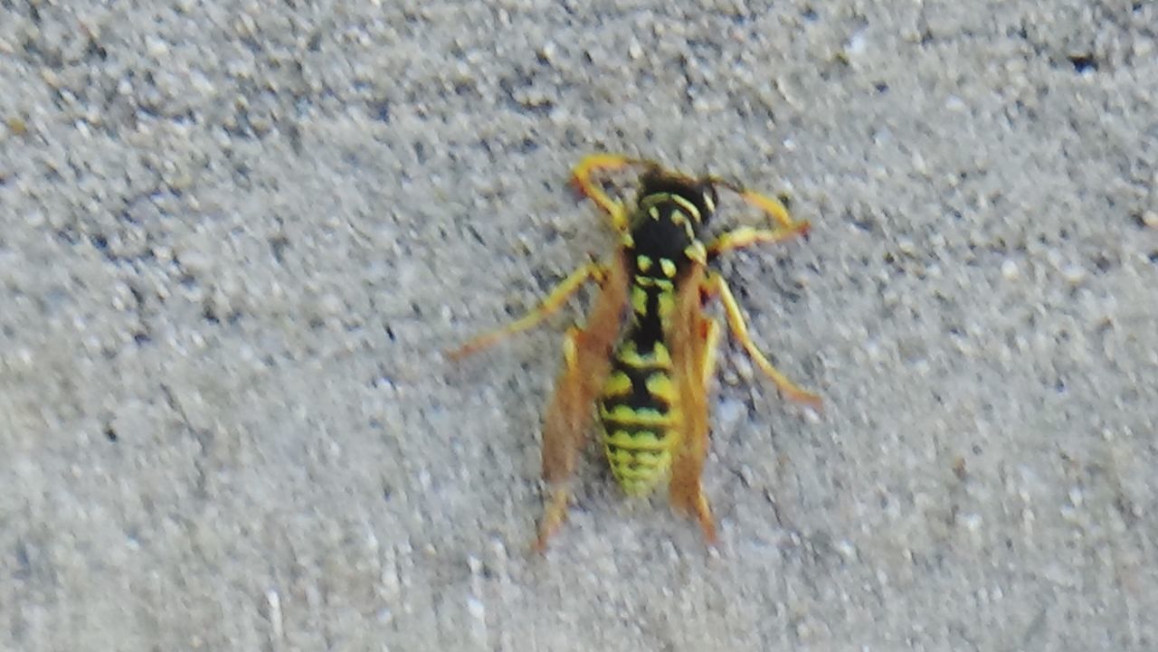 CLOSE-UP OF INSECT ON YELLOW WALL