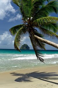 Palm trees on beach
