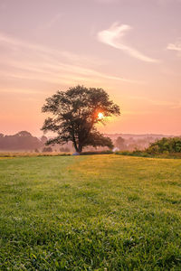 Tree on field against sky during sunset