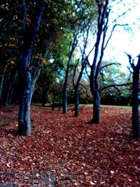 Fallen leaves on tree trunk