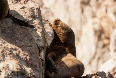 Sea lion on rock formation