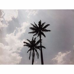 Low angle view of palm trees against sky