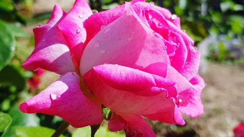 Close-up of water drops on pink rose flower