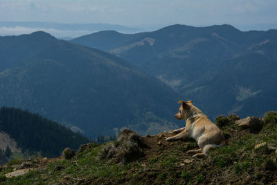 Giraffe sitting on mountain against sky