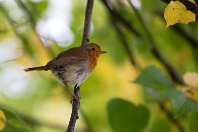 Bird perching on railing