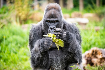 Portrait of gorilla eating corn at zoo