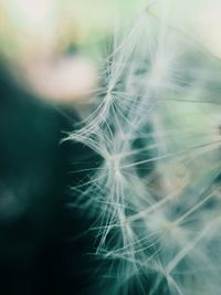 Close-up of dandelion