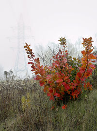 Close-up of plants growing on field against sky