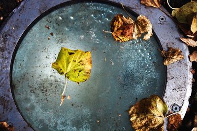 High angle view of dry leaves on metal