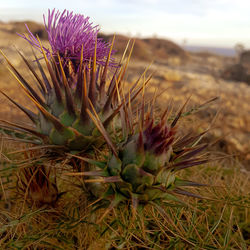 Close-up of thistle cactus growing on field