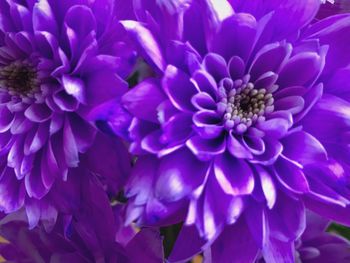 Close-up of purple dahlia blooming outdoors