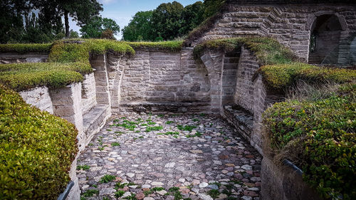 Plants growing on old stone wall